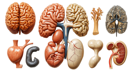 Anatomical diversity showcases human organ models, presented in an artistic study on black background