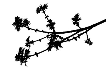 Illustration of a branch of Chinese ash tree Ailanthus on a transparent background
