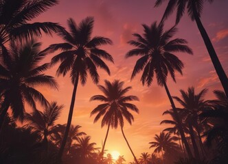 Silhouetted palm trees against vibrant sunset, tropical foliage ,  florida,  summer