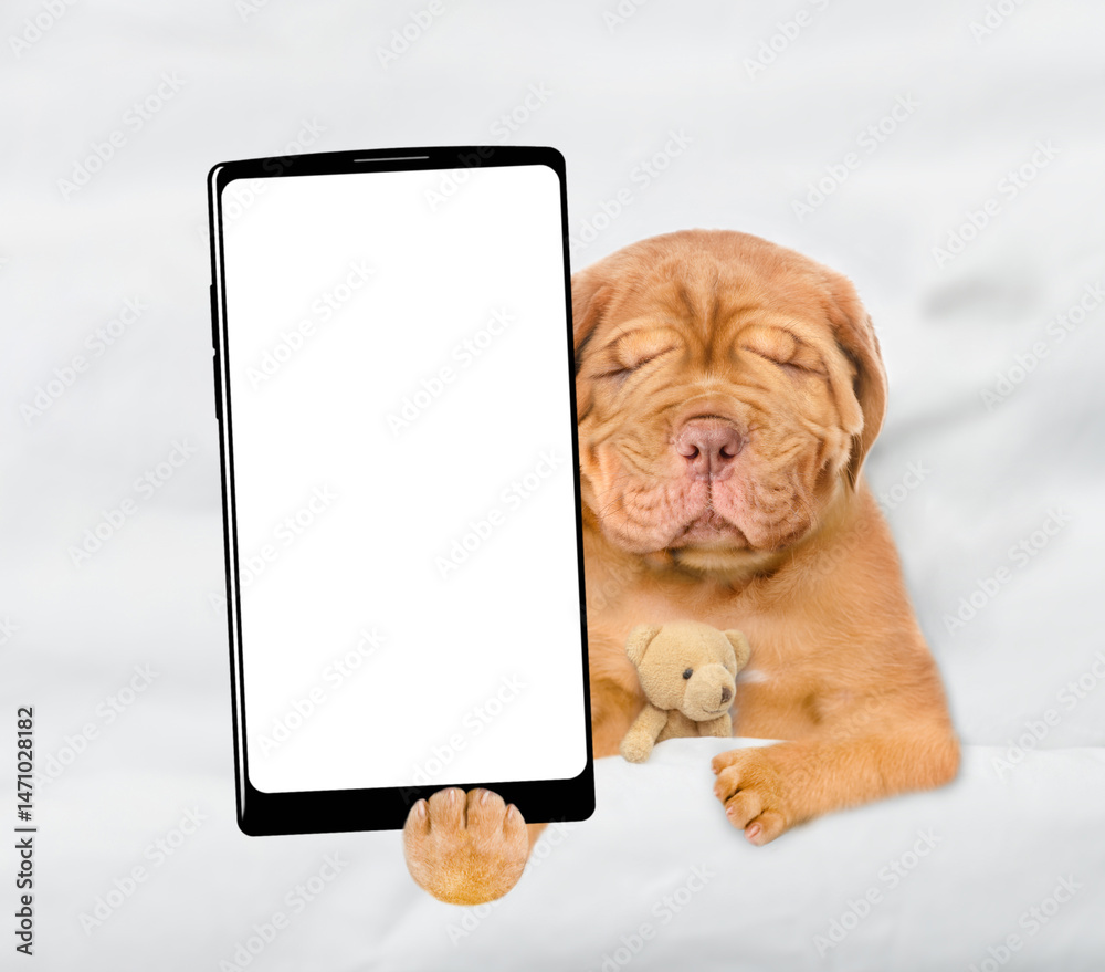 Poster Mastiff puppy lying with toy bear on a bed at home and showing big smartphone with white blank screen in it paw. Top down view. Empty space for text