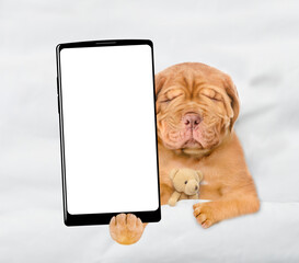Mastiff puppy lying with toy bear on a bed at home and showing big smartphone with white blank...
