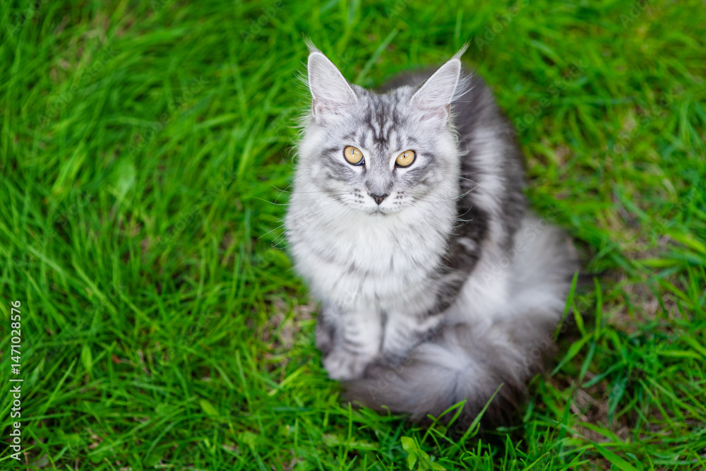 Poster adult maine coon cat sitting on green summer grass and looking up at camera. top down view. empty sp