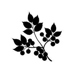 wild berries on branch silhouette on white 