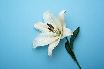 Obraz premium White Lily Flower on Bright Blue Background with Minimalist Aesthetic