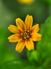 Vibrant yellow Sphagneticola trilobata flower in full bloom against a soft green background, macro shot.