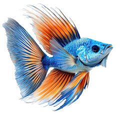 Fototapeta premium Elegant ornamental betta fish with flowing fins isolated for artistic creations