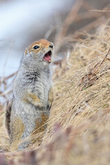 An arctic ground squirrel call out an alarm.