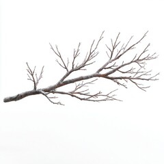 Fototapeta premium 3D rendering of Branch, isolated on white background, stock photo, no shadow, high resolution, 8K --profile u38z5ol.