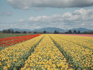 Tulip Field in Seattle