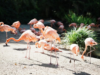 Flamingo in SD Zoo