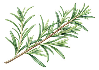 Fototapeta premium Detailed Botanical Illustration of Fresh Rosemary Herb - Hand-Drawn Herbal Art