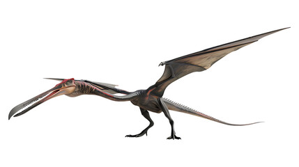 Obraz premium A pteranodon with a transparent background.