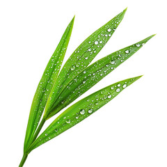 Fresh green grass blades with water droplets nature dew freshness growth lawn isolated on transparent background