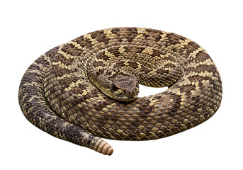 Obraz premium Coiled rattlesnake isolated on transparent background for educational, wildlife, and conservation projects.