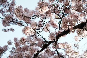Cherry Blossom in Seattle