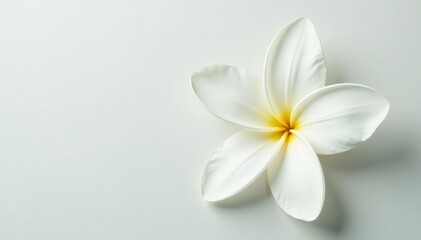 Fototapeta premium Close-up of pristine white petals on a minimalist background, blossom, card