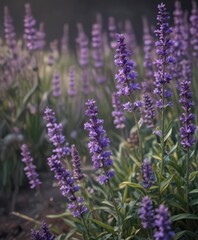 Obraz premium Intricate purple lavender blooms, fine details visible , background, lavender flowers closeup