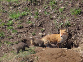 巣穴から顔を出すキタキツネの親子