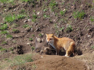 巣穴から顔を出すキタキツネの親子