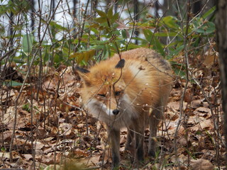 キタキツネのいる風景