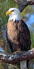 Obraz premium Majestic Bald Eagle Perched in Springtime Forest