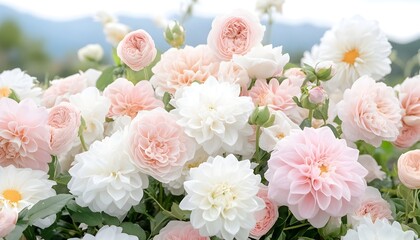 A vibrant bouquet of delicate pink and white roses and dahlias, nestled amongst lush green foliage