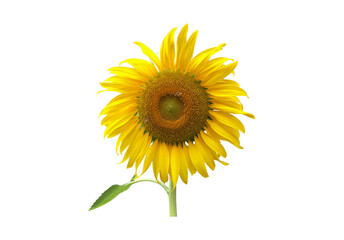 Obraz premium Isolated sunflower plants, flower head, leaf and top on transparent background.
