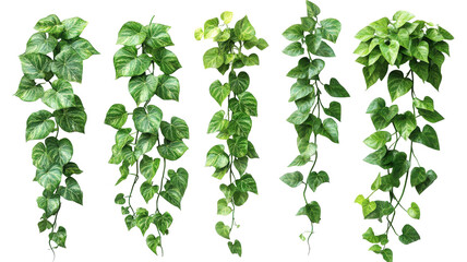 Botanical cascading golden pothos foliage arrangement with tropical plant elements
