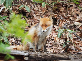 キタキツネのいる風景
