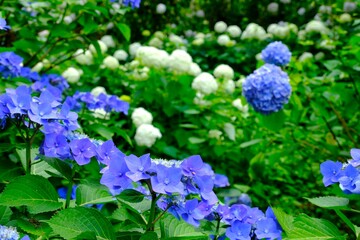鮮やかに咲くアジサイ