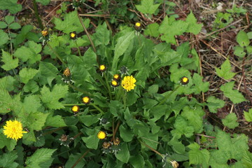 서양민들레 © Bonggyu