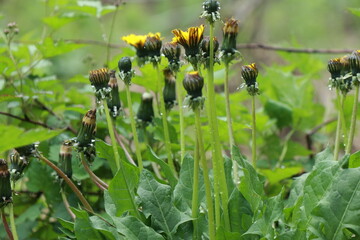 서양민들레 © Bonggyu