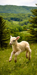 Obraz premium Playful Lamb in a Lush Spring Pasture