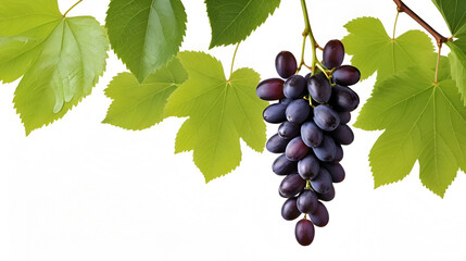Obraz premium Grappolo d'uva con foglie su sfondo bianco