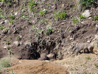 巣穴かな顔を出す子狐