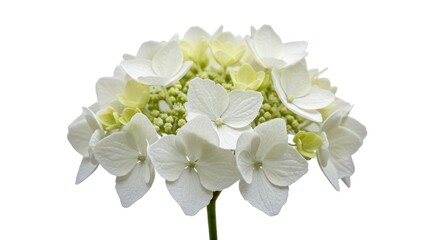Fototapeta premium White hydrangea flower blossom close-up on a white background.
