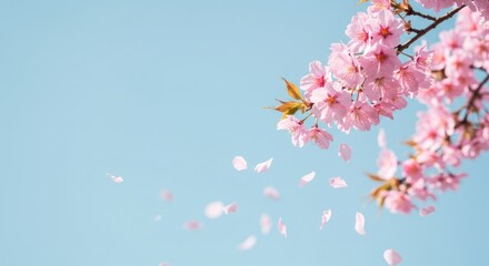 Pink cherry blossom branch against a light blue sky with falling petals.