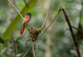 Terpsiphone affinis Asian Flycatcher (Blythe) Asian Flycatcher (Terpsiphone affinis) female brown with young in nest. Natural nest in Thailand.