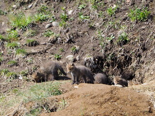 巣穴かな顔を出す子狐