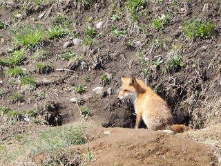 巣穴の前で警戒する親狐