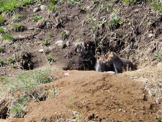 巣穴かな顔を出す子狐