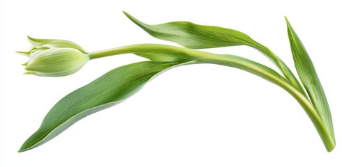Obraz premium Light Green Tulip Sprout