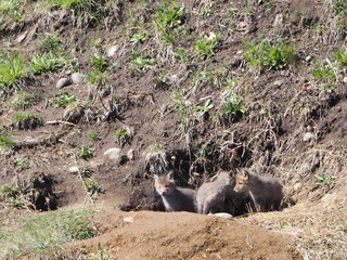 巣穴かな顔を出す子狐