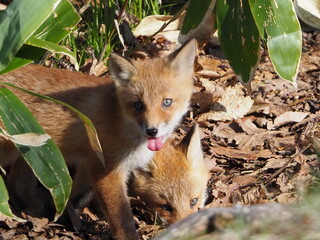 無邪気な子ぎつね
