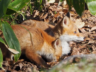 無邪気な子ぎつね