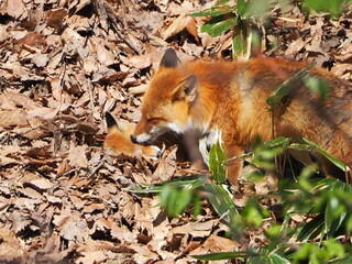 親子のキタキツネ