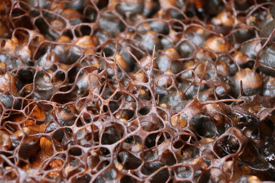 The beauty of the nest made by Trigona bees to produce kelulut honey in the stup