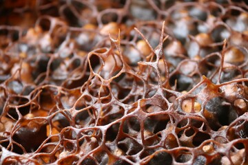 The beauty of the nest made by Trigona bees to produce kelulut honey in the stup