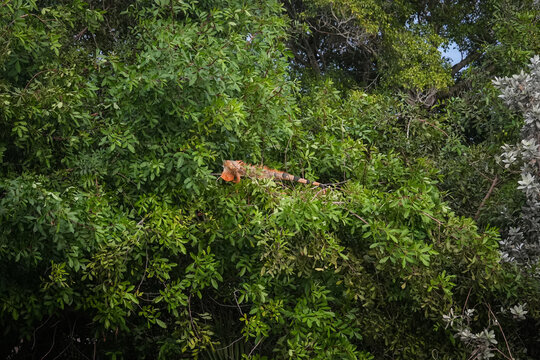 Orange Iguana in Bright Green Trees