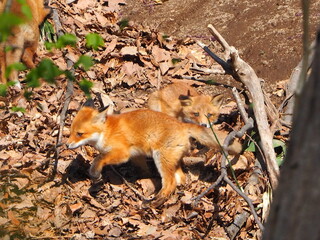無邪気な子ぎつね